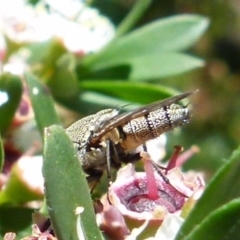 Stomorhina sp. (genus) at Boro, NSW - 20 Dec 2021