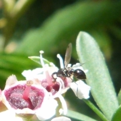 Parapalaeosepsis plebeia (Ant fly) at Boro, NSW - 20 Dec 2021 by Paul4K