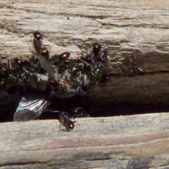 Ochetellus sp. (genus) at Boro, NSW - 20 Dec 2021