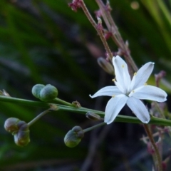 Caesia parviflora (Pale Grass-lily) at Boro, NSW - 20 Dec 2021 by Paul4K