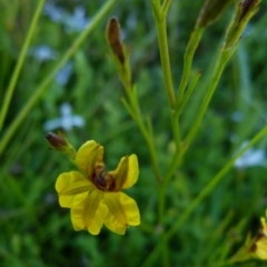 Goodenia humilis (Swamp Goodenia) at Boro - 20 Dec 2021 by Paul4K