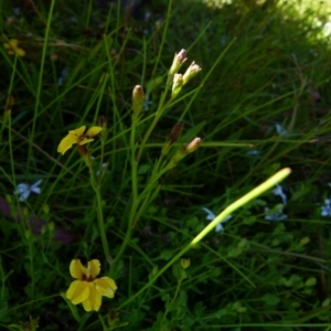 Goodenia humilis at suppressed - 20 Dec 2021