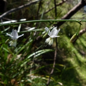 Arthropodium milleflorum at Boro, NSW - 20 Dec 2021