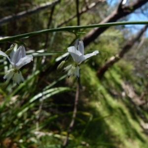 Arthropodium milleflorum at Boro, NSW - 20 Dec 2021