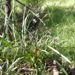 Arthropodium milleflorum at Boro, NSW - 20 Dec 2021