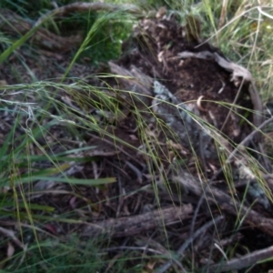 Austrostipa sp. at Boro, NSW - suppressed