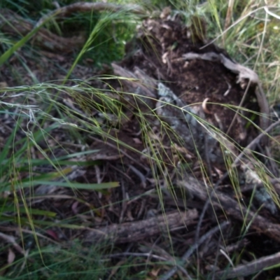 Austrostipa sp. (A Corkscrew Grass) at Boro, NSW - 20 Dec 2021 by Paul4K