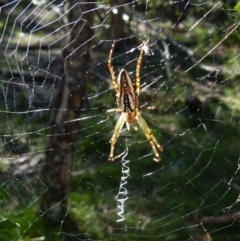 Plebs bradleyi (Enamelled spider) at Boro, NSW - 20 Dec 2021 by Paul4K