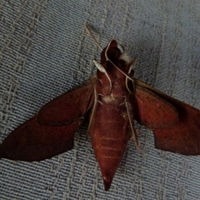 Hippotion scrofa (Coprosma Hawk Moth) at Boro, NSW - 20 Dec 2021 by Paul4K