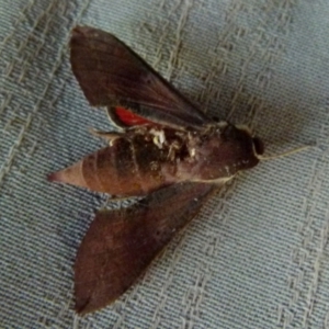 Hippotion scrofa at Boro, NSW - 21 Dec 2021