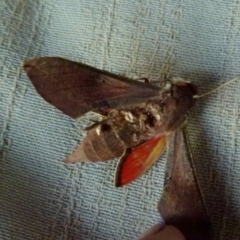 Hippotion scrofa at Boro, NSW - 21 Dec 2021