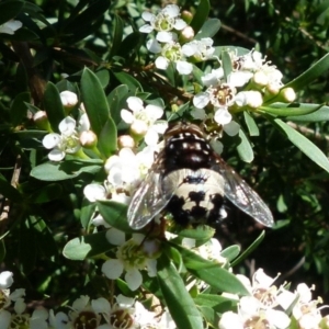 Formosia (Euamphibolia) speciosa at Boro, NSW - suppressed