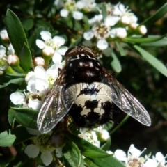 Formosia (Euamphibolia) speciosa at Boro, NSW - suppressed