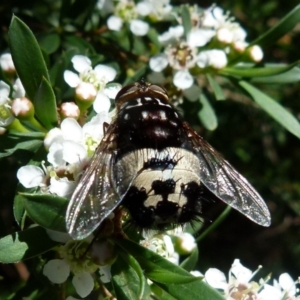 Formosia (Euamphibolia) speciosa at Boro, NSW - suppressed