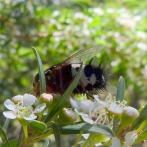 Formosia (Euamphibolia) speciosa at Boro, NSW - suppressed