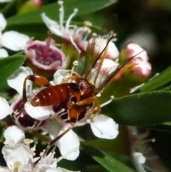 Ichneumonidae (family) (Unidentified ichneumon wasp) at Boro, NSW - 21 Dec 2021 by Paul4K