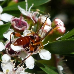 Ichneumonidae (family) at Boro, NSW - suppressed