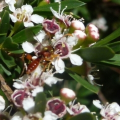 Ichneumonidae (family) at Boro, NSW - suppressed