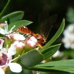 Ichneumonidae (family) at Boro, NSW - suppressed