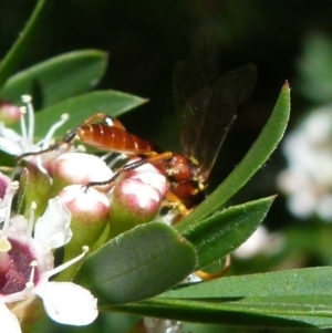 Ichneumonidae (family) at Boro, NSW - suppressed