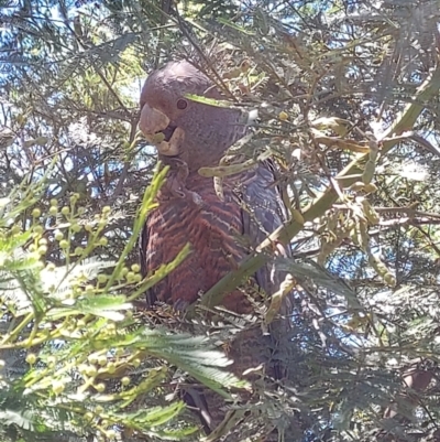 Callocephalon fimbriatum (Gang-gang Cockatoo) at Bruce Ridge to Gossan Hill - 13 Dec 2021 by MichaelMulvaney