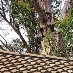 Callocephalon fimbriatum (Gang-gang Cockatoo) at Bruce, ACT - 12 Dec 2021 by MichaelMulvaney