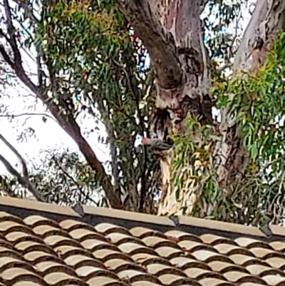 Callocephalon fimbriatum (Gang-gang Cockatoo) at Bruce Ridge to Gossan Hill - 12 Dec 2021 by MichaelMulvaney