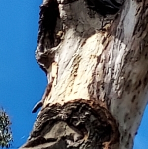 Callocephalon fimbriatum at Bruce, ACT - suppressed