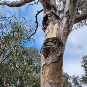 Callocephalon fimbriatum at Bruce, ACT - suppressed