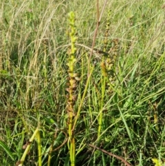 Microtis sp. (Onion Orchid) at Yarralumla, ACT - 21 Dec 2021 by jpittock