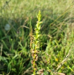 Microtis sp. at Yarralumla, ACT - 21 Dec 2021