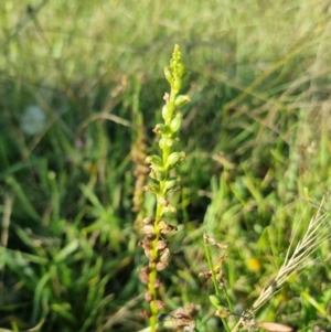 Microtis sp. at Yarralumla, ACT - suppressed