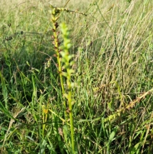 Microtis sp. at Yarralumla, ACT - suppressed