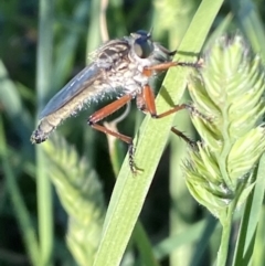 Colepia abludo (A robber fly) at Numeralla, NSW - 21 Dec 2021 by SteveBorkowskis