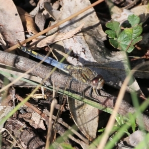 Orthetrum caledonicum at Bournda, NSW - 20 Dec 2021 07:36 AM