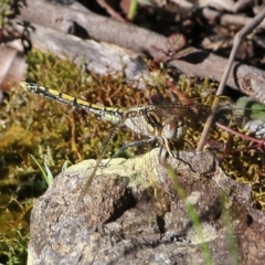 Orthetrum caledonicum at Bournda, NSW - 20 Dec 2021 07:36 AM