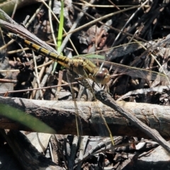 Orthetrum caledonicum at Bournda, NSW - 20 Dec 2021 07:36 AM