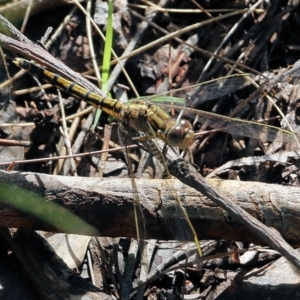 Orthetrum caledonicum at Bournda, NSW - 20 Dec 2021 07:36 AM