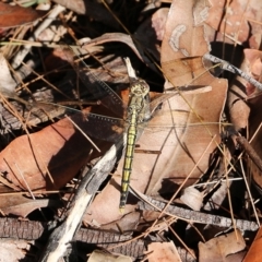 Orthetrum caledonicum at Bournda, NSW - 20 Dec 2021 07:36 AM