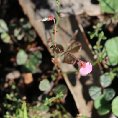 Pullenia gunnii (A Tick-Trefoil) at Bournda, NSW - 20 Dec 2021 by KylieWaldon