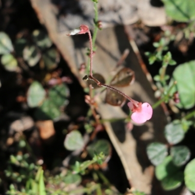 Pullenia gunnii (A Tick-Trefoil) at Bournda, NSW - 19 Dec 2021 by KylieWaldon