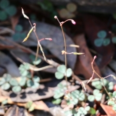 Pullenia gunnii at Bournda Environment Education Centre - 20 Dec 2021 08:19 AM
