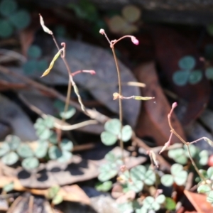 Pullenia gunnii at Bournda Environment Education Centre - 20 Dec 2021 08:19 AM