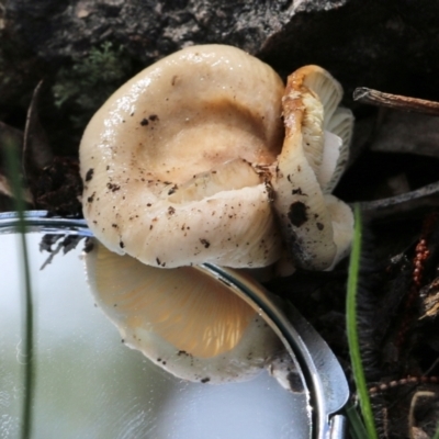 Unidentified Cap on a stem; gills below cap [mushrooms or mushroom-like] at Bournda, NSW - 19 Dec 2021 by KylieWaldon