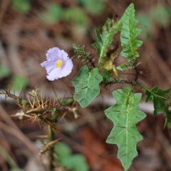 Solanum prinophyllum (Forest Nightshade) at Bournda, NSW - 19 Dec 2021 by KylieWaldon