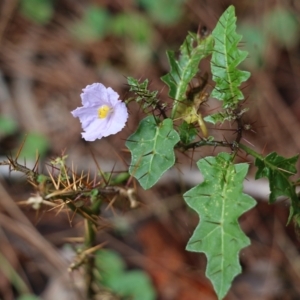 Solanum prinophyllum at Bournda, NSW - 20 Dec 2021 07:58 AM