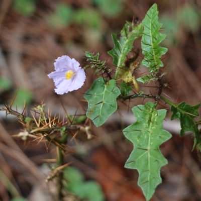 Solanum prinophyllum (Forest Nightshade) at Bournda, NSW - 19 Dec 2021 by KylieWaldon