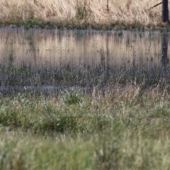 Himantopus leucocephalus at Pialligo, ACT - 21 Dec 2021