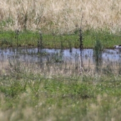 Himantopus leucocephalus at Pialligo, ACT - 21 Dec 2021