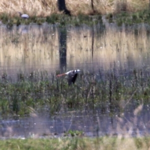 Himantopus leucocephalus at Pialligo, ACT - 21 Dec 2021